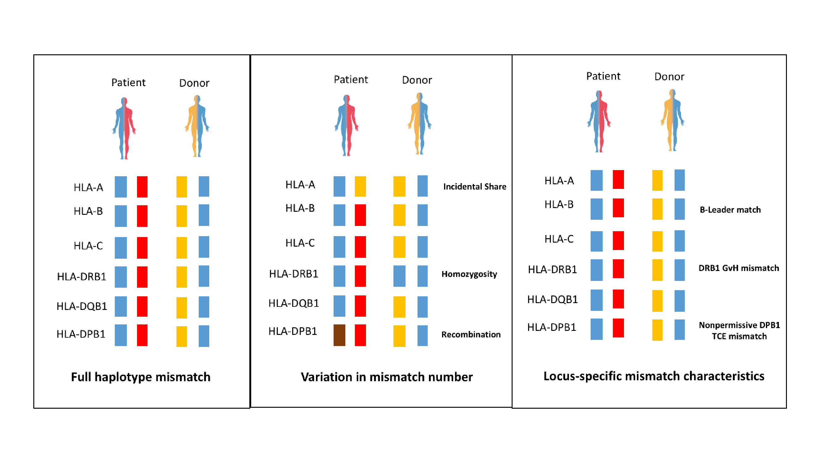 Figure Clinical Case_HLA mismatches in related haplo-HCT